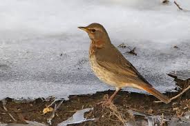 Image result for Turdus ruficollis