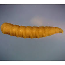 Attēlu rezultāti vaicājumam “Muscidae”