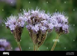 Attēlu rezultāti vaicājumam “Phacelia tanacetifolia leaf”