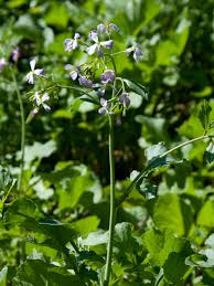 Attēlu rezultāti vaicājumam “Raphanus sativus flower”
