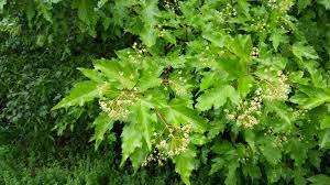 Attēlu rezultāti vaicājumam “Acer tataricum subsp. ginnala bud”