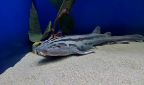 Image result for Poroderma africanum