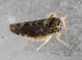 Attēlu rezultāti vaicājumam “Lamprotettix nitidulus”