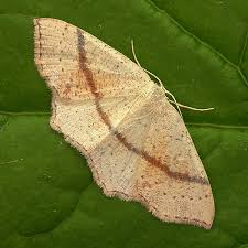 Attēlu rezultāti vaicājumam “Cyclophora punctaria”