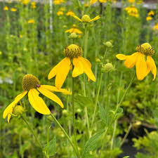 Image result for Rudbeckia