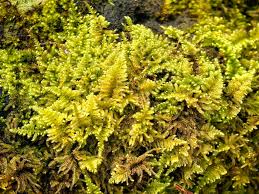 Attēlu rezultāti vaicājumam “Ctenidium molluscum”