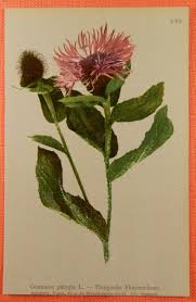 Attēlu rezultāti vaicājumam “Centaurea phrygia flower”