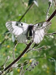 Attēlu rezultāti vaicājumam “Parnassius mnemosyne underside”