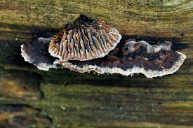 Attēlu rezultāti vaicājumam “Gloeophyllum abietinum”