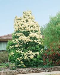 Attēlu rezultāti vaicājumam “Syringa reticulata subsp. amurensis”