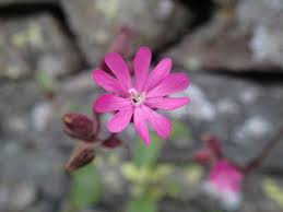 Attēlu rezultāti vaicājumam “Silene dioica”