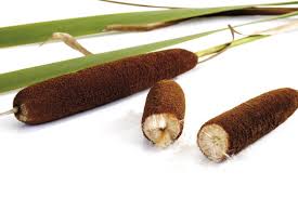 Image result for Rohrkolben