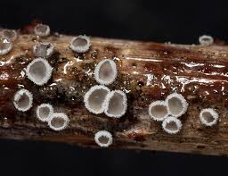 Attēlu rezultāti vaicājumam “Lachnella alboviolascens”