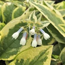 Attēlu rezultāti vaicājumam “Symphytum grandiflorum”