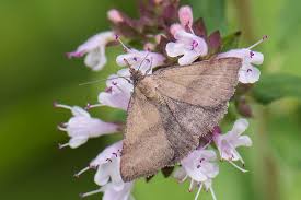 Attēlu rezultāti vaicājumam “Phytometra viridaria”