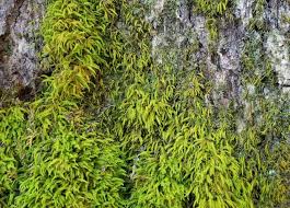 Attēlu rezultāti vaicājumam “Anomodon”