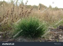 Attēlu rezultāti vaicājumam “Festuca ovina”