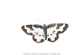 Attēlu rezultāti vaicājumam “Lomaspilis marginata”