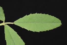 Attēlu rezultāti vaicājumam “Melilotus albus leaf”