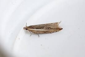 Attēlu rezultāti vaicājumam “Ancylis apicella”