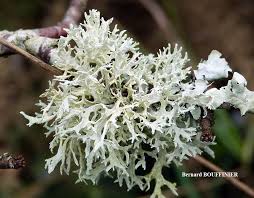 Attēlu rezultāti vaicājumam “Evernia prunastri”