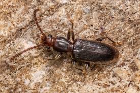 Attēlu rezultāti vaicājumam “Silvanidae”