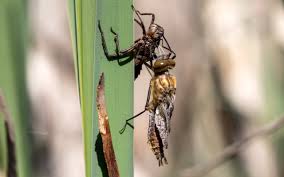 Attēlu rezultāti vaicājumam “Cordulia aenea”