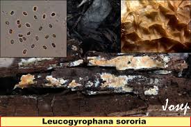Attēlu rezultāti vaicājumam “Leucogyrophana sororia”