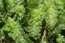 Attēlu rezultāti vaicājumam “Barbilophozia lycopodioides”