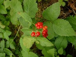 Image result for Rubus sectio