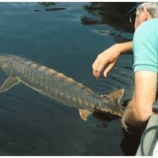 Image result for Acipenser desotoi