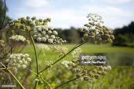 Attēlu rezultāti vaicājumam “Heracleum sosnowskyi”