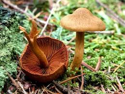 Attēlu rezultāti vaicājumam “Cortinarius sanguineus”