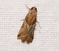 Attēlu rezultāti vaicājumam “Nyctegretis lineana”