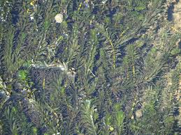 「水蘊草」的圖片搜尋結果