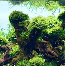 Attēlu rezultāti vaicājumam “Riccardia incurvata”