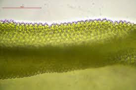 Attēlu rezultāti vaicājumam “Tortella inclinata”