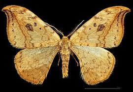 Attēlu rezultāti vaicājumam “Drepana falcataria”