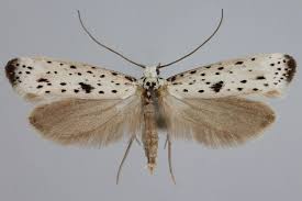 Attēlu rezultāti vaicājumam “Yponomeuta plumbella”