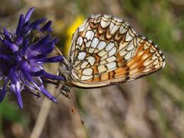 Attēlu rezultāti vaicājumam “Melitaea diamina upperside”