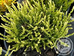 Attēlu rezultāti vaicājumam “Calluna vulgaris flower”