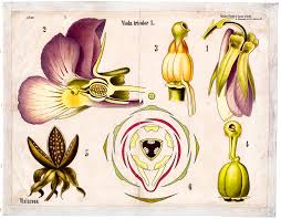 Attēlu rezultāti vaicājumam “Viola tricolor flower”