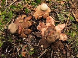 Attēlu rezultāti vaicājumam “Geastrum rufescens”