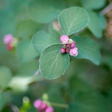 Attēlu rezultāti vaicājumam “Symphoricarpos albus flower”