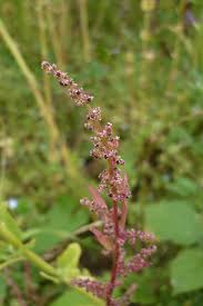 Attēlu rezultāti vaicājumam “Chenopodium polyspermum”