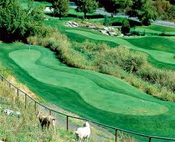 Image result for Enzian