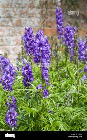 Attēlu rezultāti vaicājumam “Aconitum napellus flower”