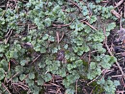 Attēlu rezultāti vaicājumam “Pellia epiphylla”