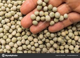 Attēlu rezultāti vaicājumam “Pisum sativum fruit”