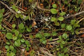 Attēlu rezultāti vaicājumam “Acalitus longisetosus”